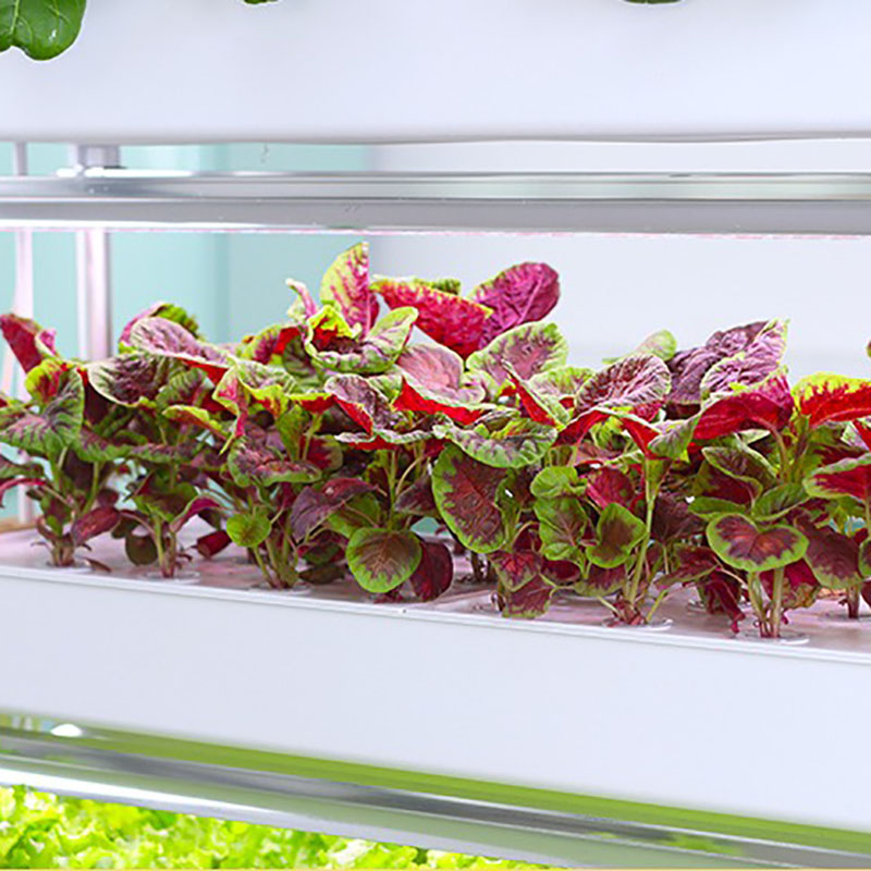 Hydrokultur-Anbausystem, verti – Smart Garden Box Bewertung und Preis
