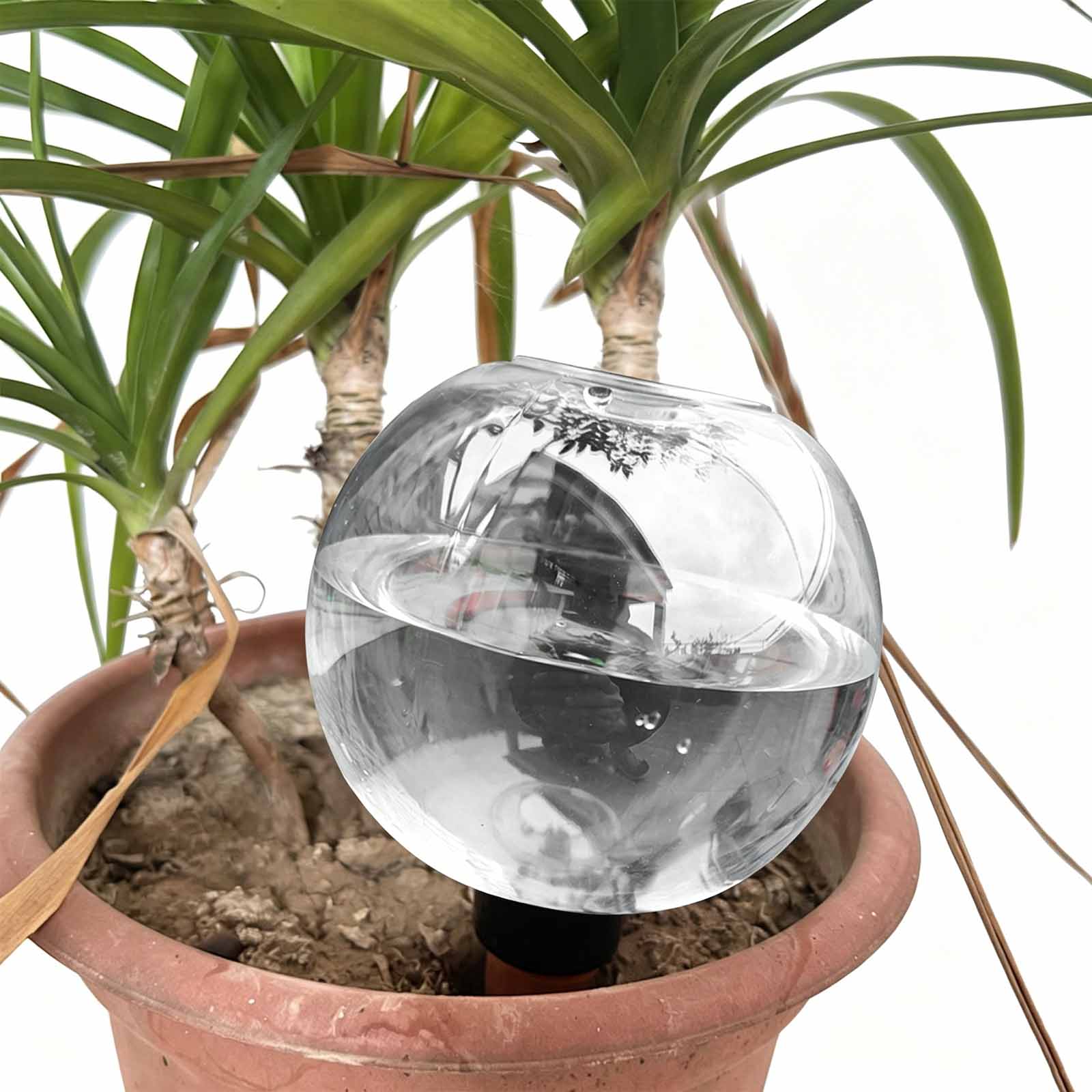 1/4 Stück Bewässerungskugeln A – Plant Watering Globe Bewertung und Preis