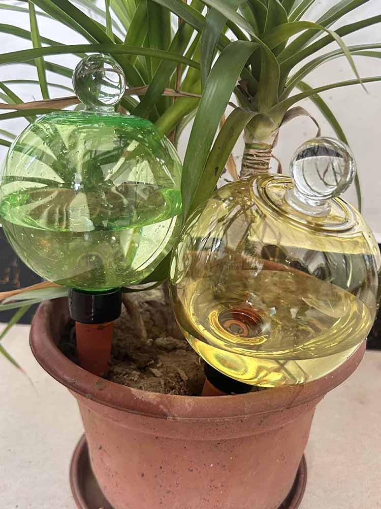 Selbstbewässernde Globen 500ML – Plant Watering Globe Bewertung und Preis