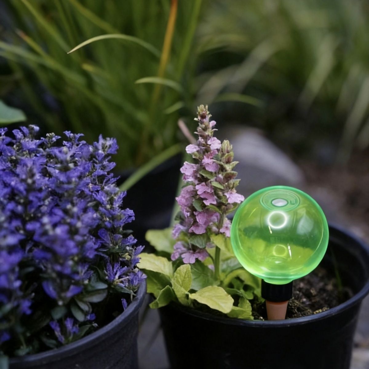 3er-Set große selbstbewässernd – Plant Watering Globe Bewertung und Preis