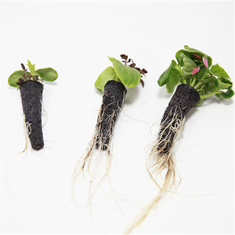 50/100 stücke Anlage Wachsen K – Aerogarden Seed Pod Bewertung und Preis